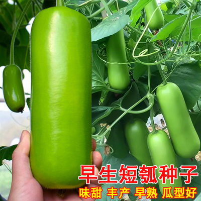 早生短瓠瓜种子短蒲瓜种籽甜瓠子瓜菜葫芦瓜农家春秋季高产蔬菜孑