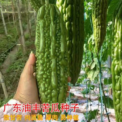 盈科春秋高产大肉苦瓜农家