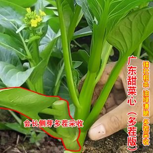 广东甜菜心种子四季 耐热耐寒农家阳台盆栽蔬菜种孑 油菜心种籽四季
