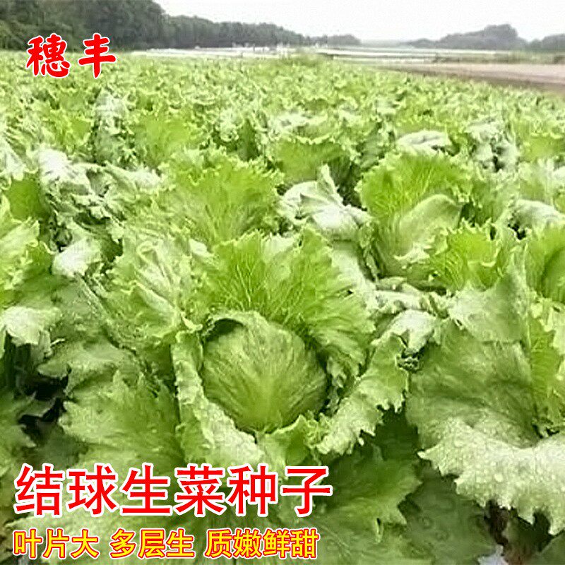 结球生菜种子球生菜种籽包心球形阳台盆栽农家菜园蔬菜耐寒菜籽籽