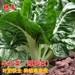 白梗大叶牛皮菜种子蔬菜种孑菜园盆栽种植春夏秋四季厚皮青菜种籽