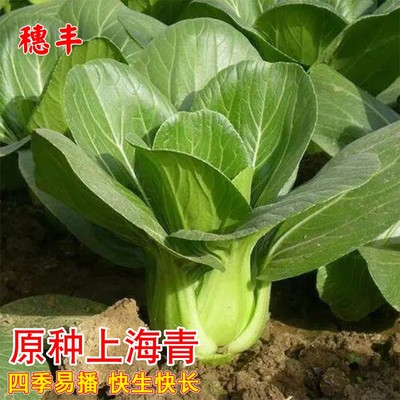 原种上海青鸡毛菜农家四季阳台