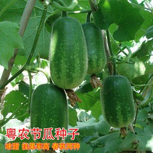 粤农毛节瓜种子迷你小冬瓜种籽早熟高产春秋农家四季节瓜蔬菜种孑