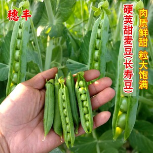 长寿豆豌豆种子剥壳硬荚甜麦豆籽豌豆秋冬季农家大田庭院蔬菜种子