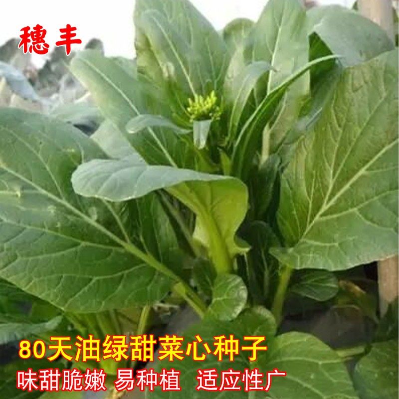 油绿甜菜心种子广东菜心菜芯青菜籽阳台盆栽四季农家菜园蔬菜种孑,鲜花速递/花卉仿真/绿植园艺,家庭园艺种子,淘宝优惠券,粉丝福利购,淘宝优惠卷