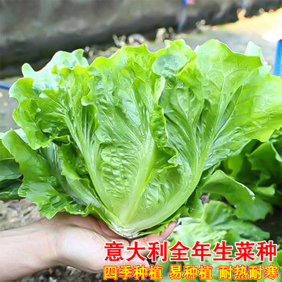 意大利全年生菜种子四季抗热耐抽苔种籽农家阳台盆栽菜园蔬菜种子