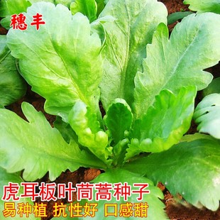 虎耳板叶茼蒿种子四季青菜子大叶茼蒿种子农家菜园盆栽蔬菜种籽孑