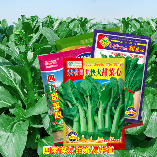 广东四九菜心种子四季播速生青菜油菜苔种籽农家阳台盆栽蔬菜种子