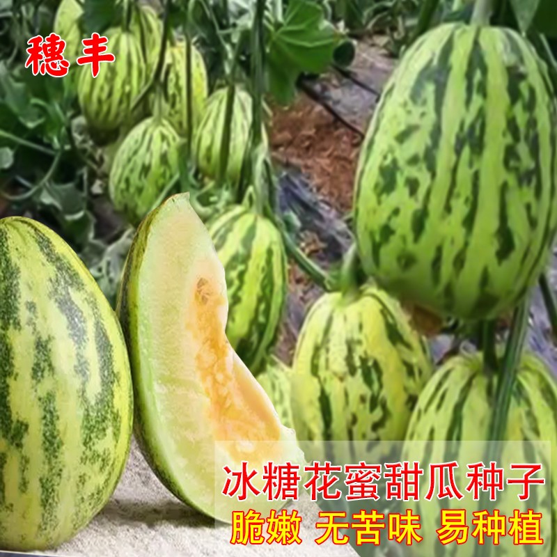 盈科春秋甜脆冰糖甜瓜易种