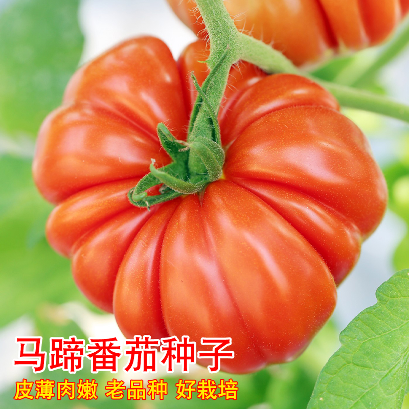 盈科春秋阳台番茄种子农家高产