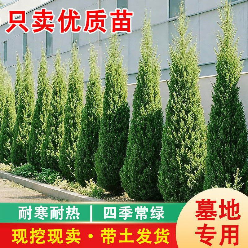 柏树树苗 大树带土 塔柏宝塔松松柏树龙柏侧柏墓地坟前柏树苗基地