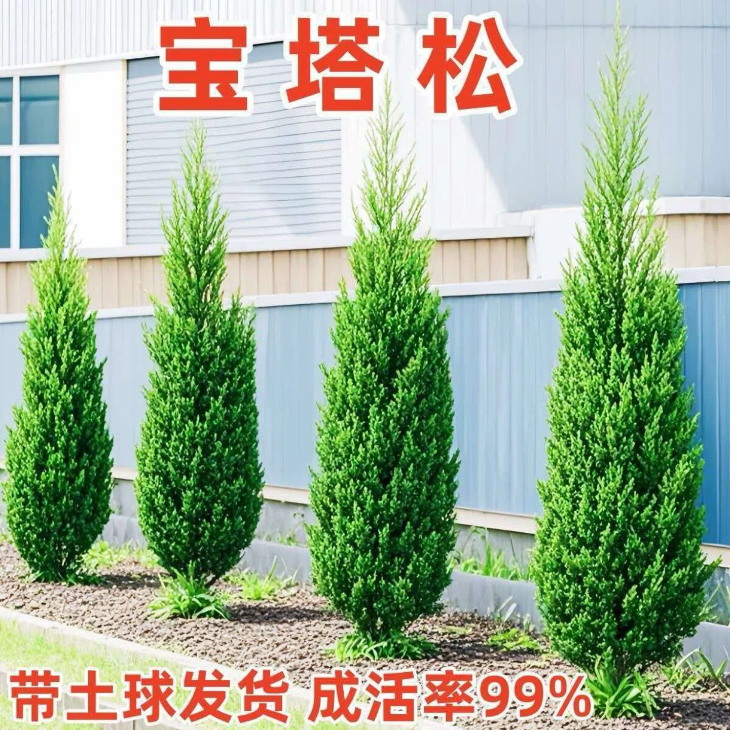 【大土球一次栽活】墓地松柏树