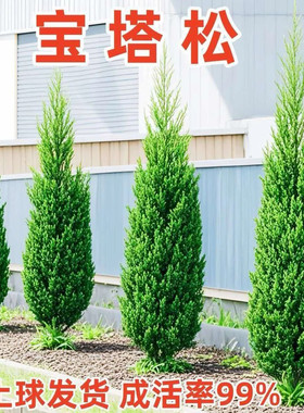 松柏树苗 龙柏苗 大树带土 塔柏侧柏圆柏宝塔松 包成活耐寒精品
