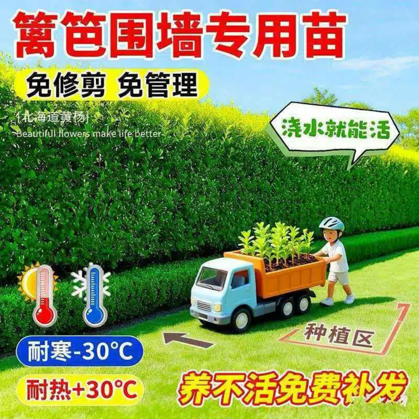 【50棵】围墙篱笆植物北海道黄杨小叶四季常青庭院绿篱树苗 耐寒