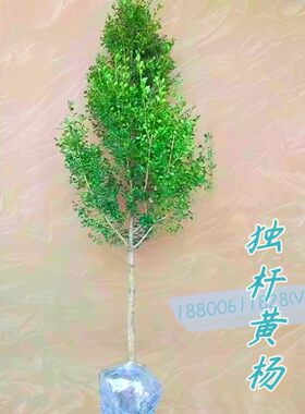 家有黄杨黄金万两带土包成活