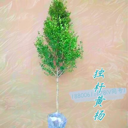 独杆黄杨小叶瓜子树苗盆景树桩素材苗庭院地栽造型树篱笆绿化苗木