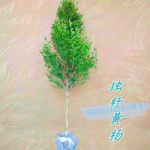 家有黄杨黄金万两带土包成活