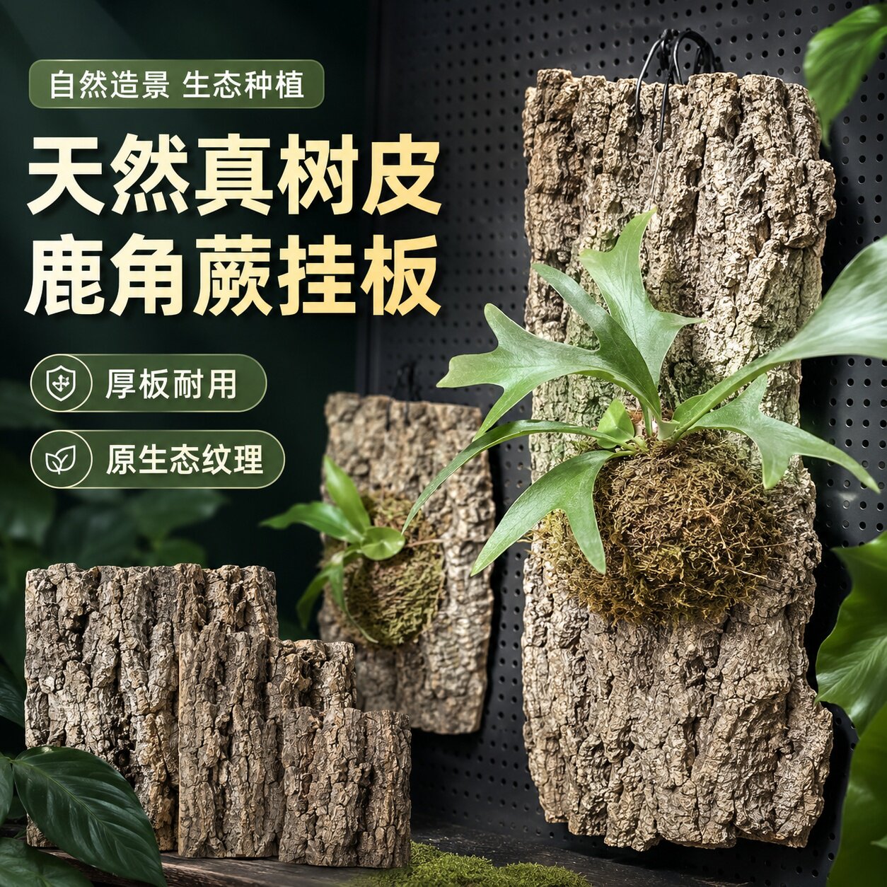 鹿角蕨板天然软木香槟树真树皮厚板蝴蝶兰植空气凤梨兰花种植板