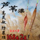 芦苇浮漂轻口卢苇加粗醒目灵敏鲫鱼漂黑坑野碎目尾钓鱼漂