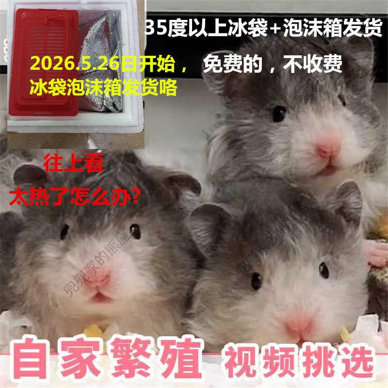 自家繁殖长毛金丝熊活物稀有卷毛黑火蜜波利鸽灰大体巨型富养仓鼠