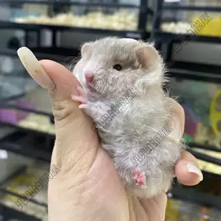 短卷短直毛家养仓鼠弟弟妹妹纯色