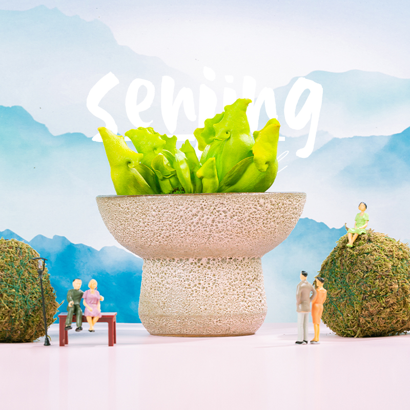 原谅色紫瓶子草稀奇高端食虫植物