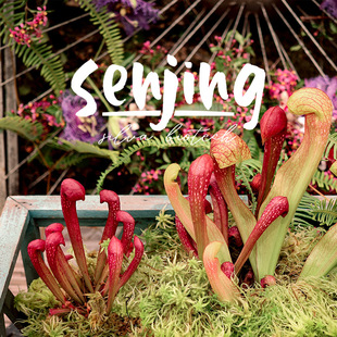 九尾瓶子草/皮实好养耐涝抗病/新手推荐食虫植物观叶绿植奇趣盆栽