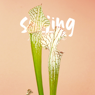 【-10℃以上可发货】白瓶子草PLUS进阶带白化基因选育食虫植物