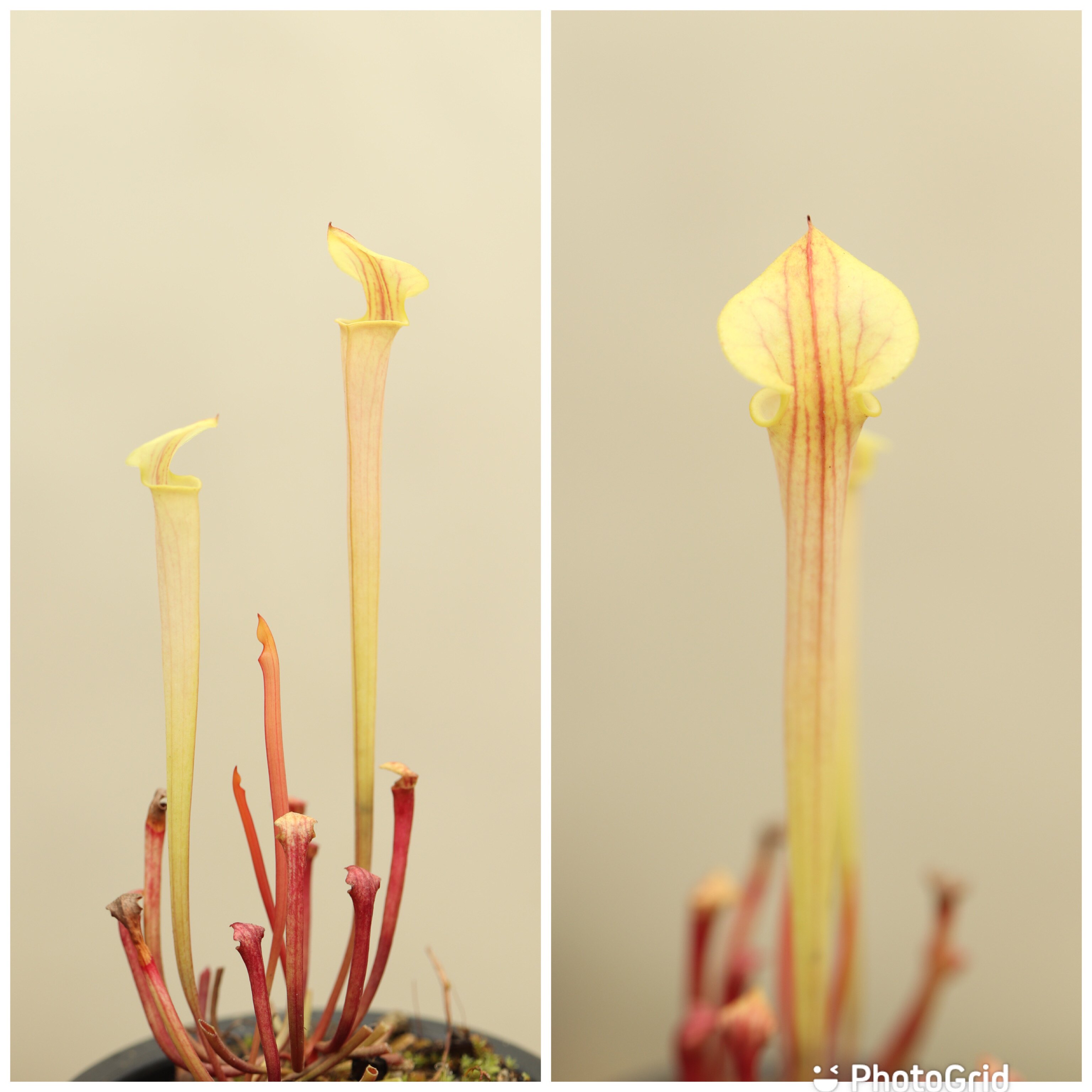 【森镜收藏】黄瓶子草白色长颈鹿/红管黄瓶轻白化个体