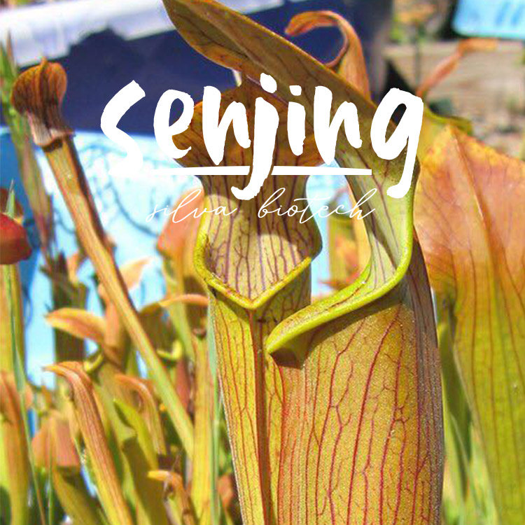 红瓶子草/惠里亚种（S.rubra.wherryi）稀有产地种/入门食虫草,鲜花速递/花卉仿真/绿植园艺,食虫植物,淘宝优惠券,粉丝福利购,淘宝优惠卷