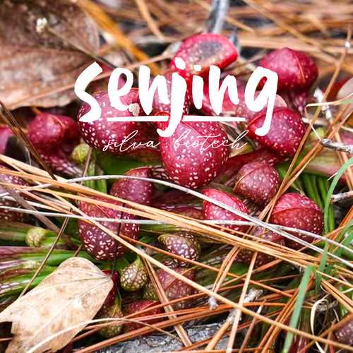 瓶子草食虫植物水培好养价格美丽