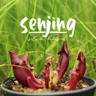 紫瓶子草“血脉”/红到发黑的紫瓶/大棚选育精品食虫植物趣味绿植