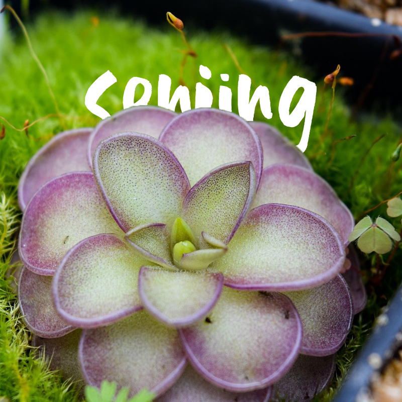 圆切捕虫堇/高级紫灰墨西哥捕虫堇/食虫植物新手推荐水陆缸造景