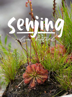 匙叶茅膏菜/好养的粘虫板/勺叶毛毡苔景观食虫植物/雨林缸水陆缸