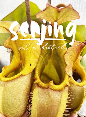 维奇bario猪笼草/高地金绿唇个体/一物一拍练手价/高端食虫植物