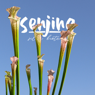 【限量超值大植株】大型白瓶子草/鲍尔温国家公园原生食虫植物