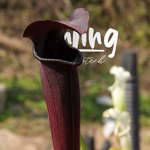 翼状瓶子草“黑夜组合”【Night×black tube】黑色系选育种