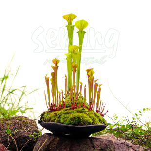 【-10℃以上可发】华丽黄瓶子草经典品种/原生食虫植物观叶盆栽