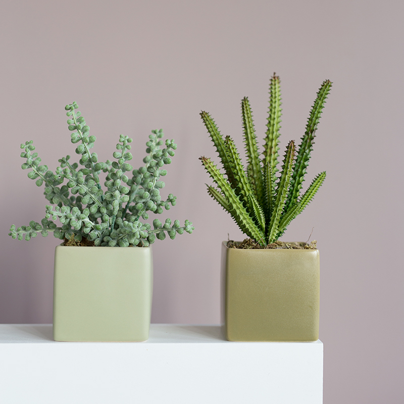 Ladylike迷你多肉盆栽