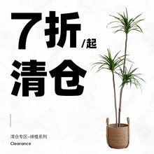 清仓拍下立减 仿真绿植北欧大型绿植盆栽百合竹旦旦树室内摆件