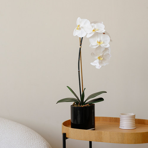 摆件保湿陶瓷花瓶样板房蝴蝶兰