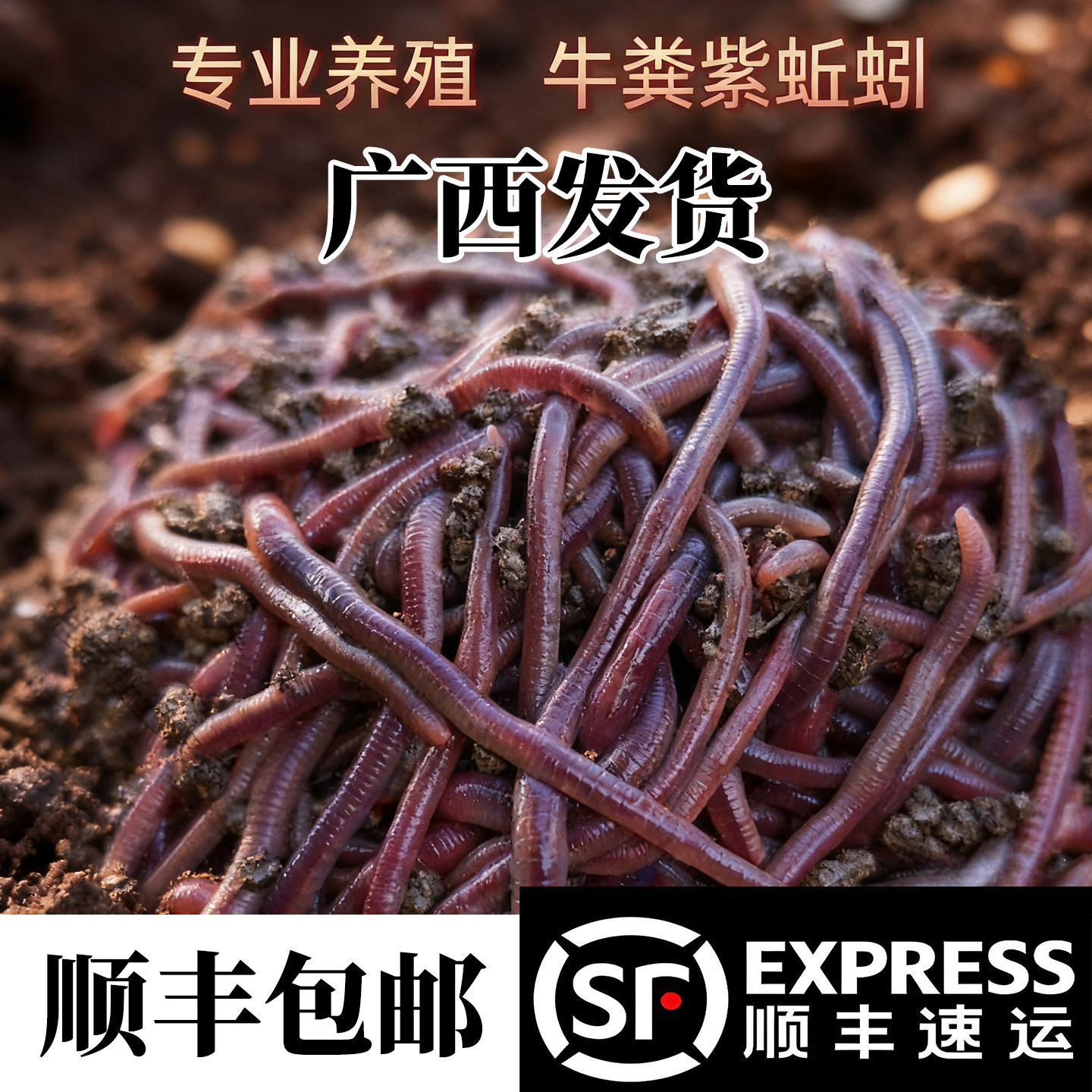 广西活体蚯蚓鱼饵紫蚯蚓野钓大号蚯蚯钓鱼用黑坑黄鳝大蚓蚯鱼饵料