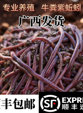 爆护！钓鱼用大号紫蚯蚓红蚯蚓