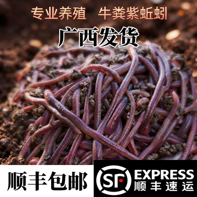 广西活体蚯蚓鱼饵紫蚯蚓野钓大号蚯蚯钓鱼用黑坑黄鳝大蚓蚯鱼饵料