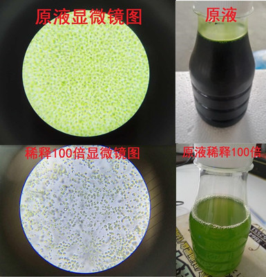 小球藻种超高密度小球藻液鱼虾贝轮虫水晶虾水产育苗饵料肥水培藻