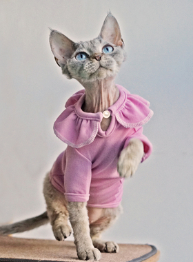 无毛猫衣服春秋纯棉弹力粉紫色花瓣领衣服耐舔斯芬克斯德文卷毛猫