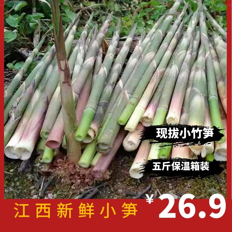 江西新鲜现拔小竹笋野生现挖细笋尖黄泥春笋炒菜手拔笋带壳小笋