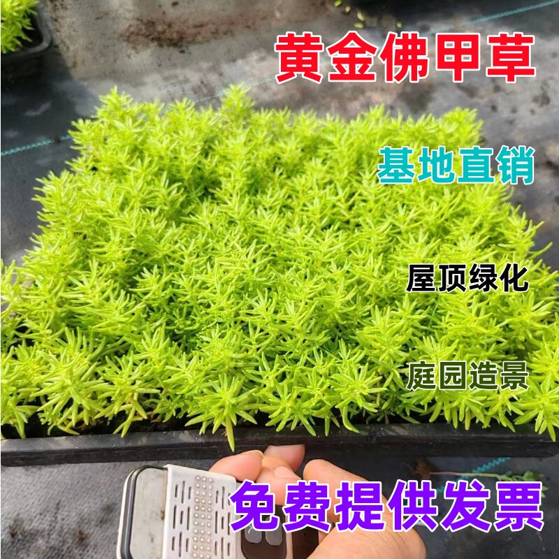 佛甲草姬岩垂草麦冬草玉龙草过路黄中华景天新西兰半边莲地被植物