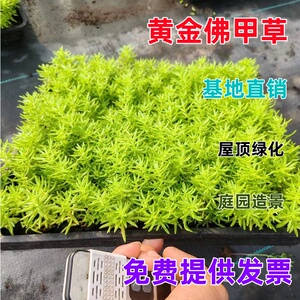佛甲草姬岩垂草麦冬草玉龙草过路黄中华景天新西兰半边莲地被植物