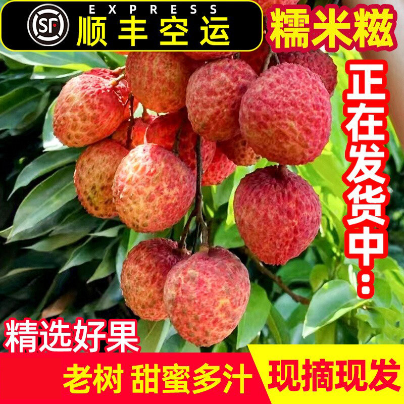 广东高州老树糯米糍荔枝果园新鲜